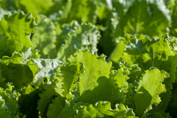 Lettuce leaves in a farmer's field on a sunny day. Selective focus