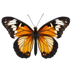 butterfly isolated on white