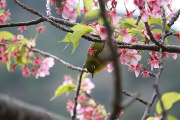 めじろ