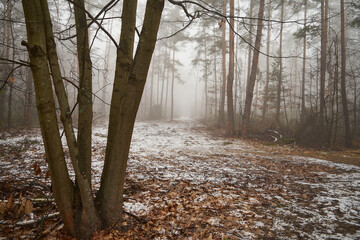 las,mgła  © Marcin Łazarczyk