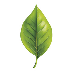 Isolated Detailed Green Leaf