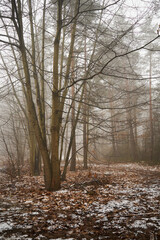 las,mgła  © Marcin Łazarczyk