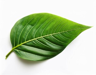 Fototapeta premium green leaves isolated on white background form