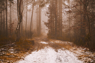 leśna droga,mgła  © Marcin Łazarczyk