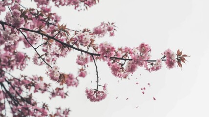 Fototapeta premium Delicate pink cherry blossoms on a branch, petals falling gently against a soft white background.