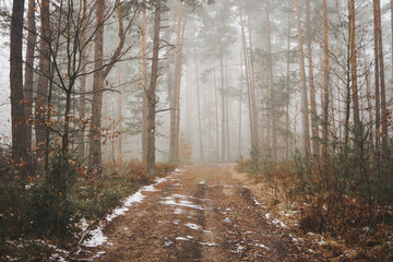 leśna droga,mgła  © Marcin Łazarczyk