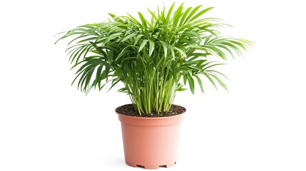 Fototapeta premium Elegant Areca Palm in a Terracotta Pot, Isolated on White Background
