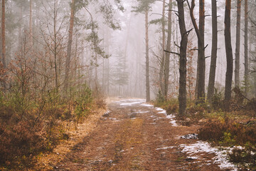 leśna droga,mgła  © Marcin Łazarczyk