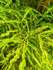 Small elongated flower leaves