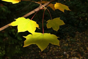 Yellow autumn leaves of Cappadocian maple tree, latin name Acer cappadocicum, with remaining gentle green tint, partially sunlit by afternoon sunshine 