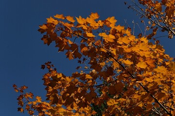 Large autumn branch of Cappadocian Maple tree, latin name Acer cappadocicum, full of orange leaves. Blue skies in background.   