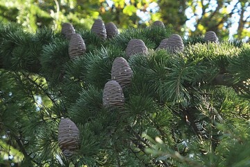 Erected mature male cones on autumn branch of Himalayan native coniferous tree Deodar Cedar, also called Himalayan Cedar, latin name Cedrus Deodara.
