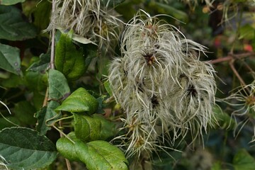 Silky appendages of autumn fruit of Old Man's Beard plant, also called Traveler Joy, latin name Clematis Vitalba, growing in botanical garden. 