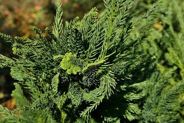 Dense coniferous autumn branch of japanese native Sugi tree, latin name Cryptomeria Japonica, cultivar Cristata with cocks comb looking dense branch elements. Sunlit by afternoon sunshine. 