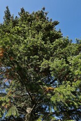 Upward view of large tall tree-top coniferous Douglas Fir coniferous tree, latin name Pseudotsuga menziesii, sunlit by autumn afternoon sunshine. 