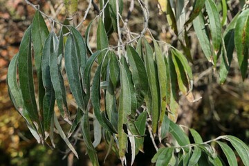 Autumn branch with alternate lanceolate leaves of Russian Olive tree, also called Silver Berry or Oleaster, latin name Elaeagnus angustifolia, sunlit by afternoon sunshine. 