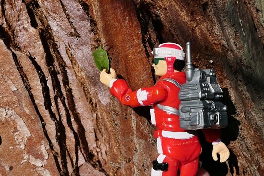 GI JOE action figure of medic Lifeline, version 1986 by Hasbro, adoring Green Shield Bug, latin name Palomena Prasina, climbing on trunk of Giant Sequoia tree, latin name Sequoiadendron giganteum. 