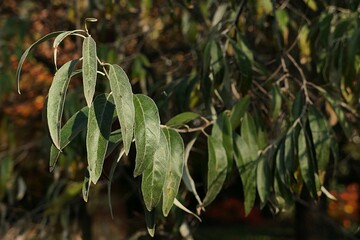 Autumn branch with typical alternate lanceolate leaves of Russian Olive tree, also called Silver Berry or Oleaster, latin name Elaeagnus angustifolia, sunlit by afternoon sunshine. 