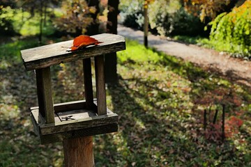Wooden bird feeder in autumn atmosphere in city park with orange coloured fallen leaf on the roof, sunlit by afternoon sunshine. Park pathway in background. 