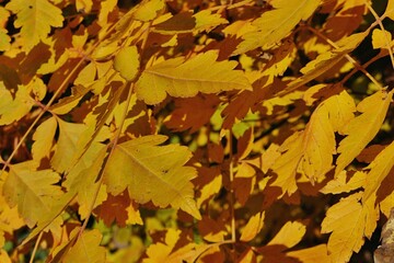 Yellow autumn foliage of leaves of Goldenrain Tree, also called Pride Of India or China Tree, latin name Koelreuteria paniculata, sunlit by afternoon sunshine. 