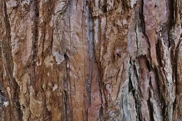  Trunk surface texture of worlds largest coniferous tree Giant Sequoia, also called Giant Redwood,...