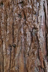 Fototapeta premium Rough trunk surface texture of worlds largest coniferous tree Giant Sequoia, also called Giant Redwood, latin name Sequoiadendron Giganteum.