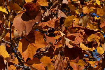 Orange to light brown and red coloured autumn foliage of Tulip Tree, also called American Tulip Tree, latin name Liriodendron Tulipifera, sunlit by afternoon sunshine. 