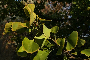 Branch tip with autumn leaves of Ginkgo Biloba tree, also called Maidenhair tree, sunlit by afternoon sunshine. 