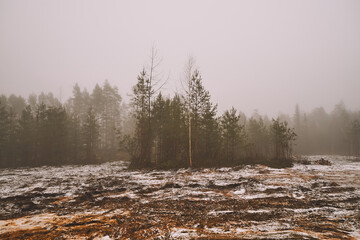 wycinka lasu,mgła  © Marcin Łazarczyk