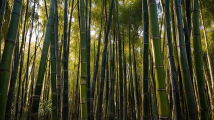 Fototapeta premium Lush Bamboo Forest Pathways in a Serene Tropical Landscape