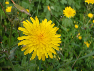Campagna