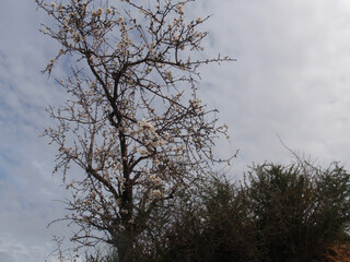 Mandorlo
