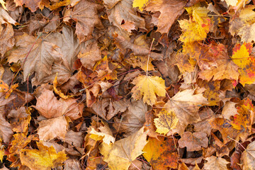 Autumn foliage on the ground with beautiful earth-colored tones in brown, yellow red, and others.