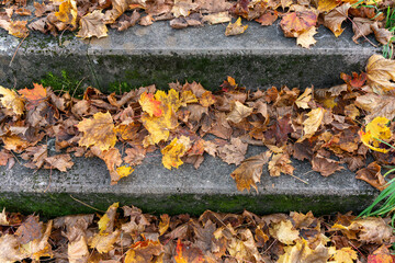 Stone stairs with lots of foliage spread over the steps. Some grass at the side. Close up.