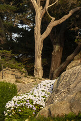Hydrangea macrophylla flowers in rocks on Renote Island in the commune of Trégastel, on The Pink Granite Coast in Brittany, France