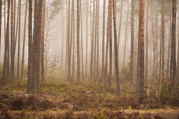 las,mgła © Marcin Łazarczyk