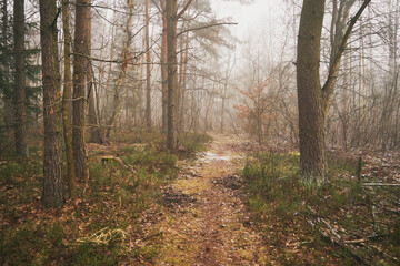 Obraz premium leśna ścieżka,mgła 