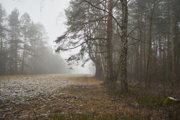 łąka,drzewa,mgła  © Marcin Łazarczyk