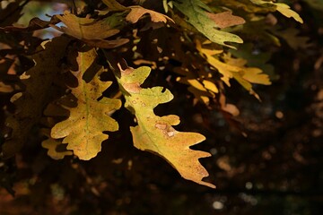 Yellowing autumn leaves of Turkey Oak tree, latin name Quercus Cerris, sunlit by afternoon daylight sunshine. 