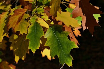 Leaves of Northern Red Oak tree in full autumn pallete of colors ranging from green to yellowish and brown, sunlit by afternoon sunshine, dark background. 