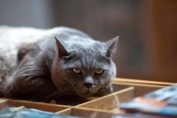 Big British gray cat lying on the table. Selective focus