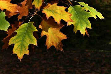Autumn leaves of Northern Red Oak tree in full pallete of colors ranging from green to yellowish and brown, sunlit by afternoon sunshine, dark background. 
