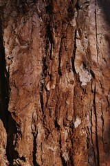 Trunk texture of giant coniferous tree Giant Sequoia, latin name Sequoiadendron giganteum, sunlit by day sun. 