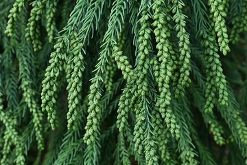 Detail of branch tip of coniferous asian tree Cryptomeria Japonica, also known as Sugi, with immature male cones visible on tips of branches.
