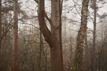 las,drzewa,mgła  © Marcin Łazarczyk