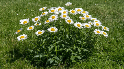 Daisies blooming in a cluster on a sunny lawn for use in a floral arrangement tutorial or as a representation of spring freshness