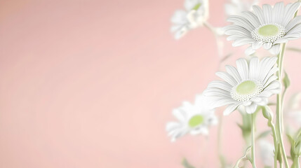 Delicate white daisies bloom against a soft pink backdrop, suitable for romantic occasions or promoting natural beauty products