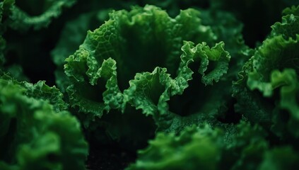 Emerald Lettuce: A Lush Close-Up of Vibrant Green Leaves