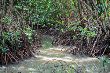A close-up view of the unique root system of a mangrove tree, thriving in the water.