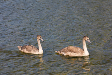 Two young swans swim gracefully in calm waters, embodying beauty and elegance in nature
